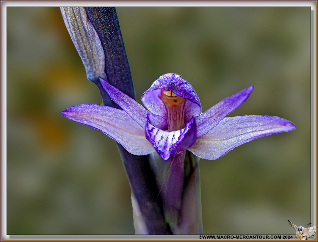 Limodore à feuilles avortées